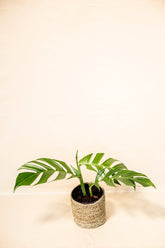 Rhaphidophora korthalsii sp. Papua